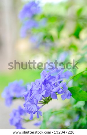 A bush of tiny sky blue flowers