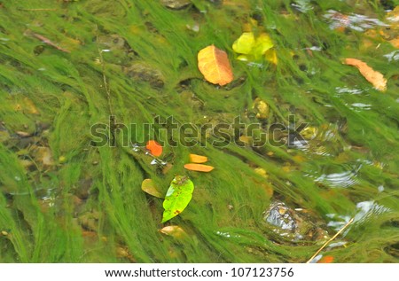 abstract organic slimy substance with algae in water