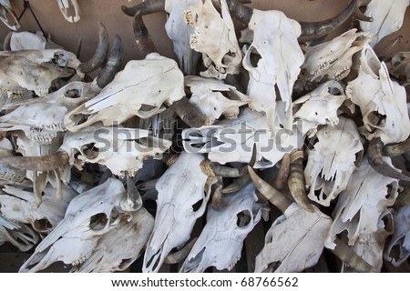 Cattle Skulls