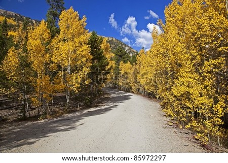 Forest Service Road lined with Aspen Trees in the Fall Season