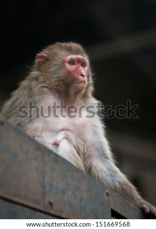 Macaca mulatta commonly known as rhesus macaque or rhesus money