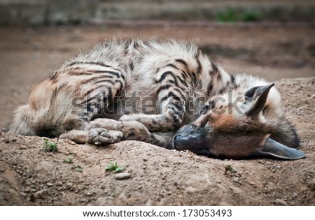 Hyaena hyaena commonly known as Striped hyena sleeping on the ground
