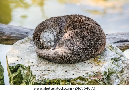 Sleeping Lutra lutra commonly known as European otter or Eurasian river otter