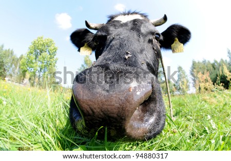 Cow Lens