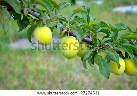 Prunus salicina, Najdiena variety, commonly known as Japanese or Chinese plum