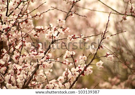 Cherry tree blossoms in the park