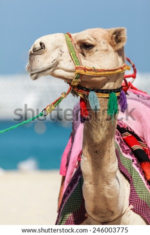 Camel head shot in Dubai Jumeira Beach. Camel riding is very popular in winter and cold weathers in Dubai.