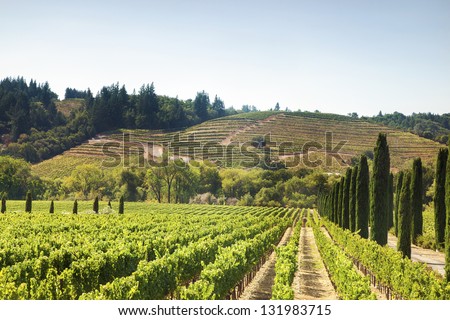 Lush, Ripe Wine Grapes On The Vine Near Napa Valley, California