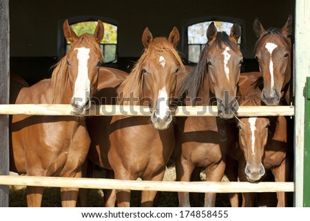 Young and beautiful horses in a stable Nice thoroughbred foals in stable. Horses in the barn.