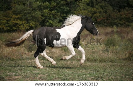 Beautiful black and white horse running in the field