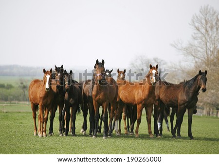 Beautiful herd of thoroughbred horses in pasture. Purebred racing horses on the meadow