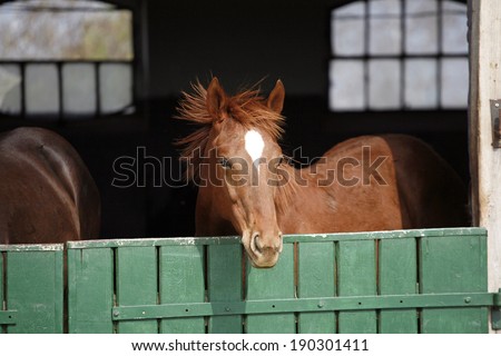 Young thoroughbred horse in the corral door.  Beautiful purebred horse portrait. Close up shot of youngster at the stall door