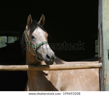Arabian horse stallion portrait at the corral door. 	Beautiful horse head-shot. Close-up of youngster arabian horse in stable