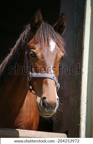 Nice purebred horse watching in his stable. Thoroughbred chestnut racehorse in the barn.