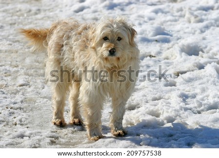 Funny hungarian herding dog in a horse farm at winter time