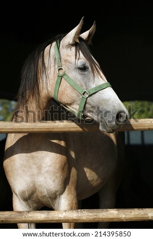 Portrait of a thoroughbred arabian horse. Beautiful purebred gray arabian horse standing in the barn door.