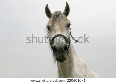 Portrait of an beautiful arabian white horse. 	Close-up of a gray youngster in summer paddock