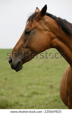 Portrait of nice  bay horse. 	Close-up of youngster racing horse in the field