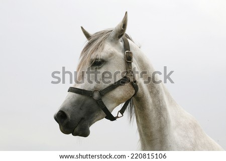 Purebred arabian horse posing on pasture. 	Portrait of a beautiful arabian gray horse. Head shot of a beautiful arabian racing horse