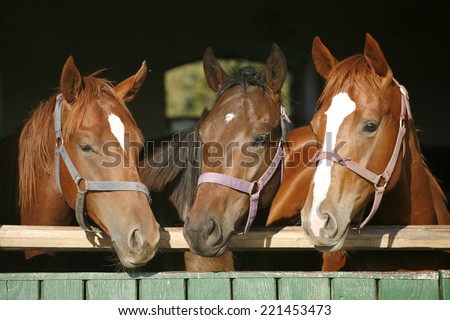 Beautiful thoroughbred horses at the barn door.  Nice thoroughbred foals in the stable door. Purebred chestnut racing horses in the barn.