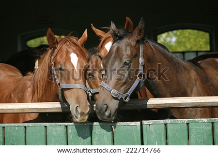 Beautiful thoroughbred horses at the barn door. Nice thoroughbred foals in the stable door