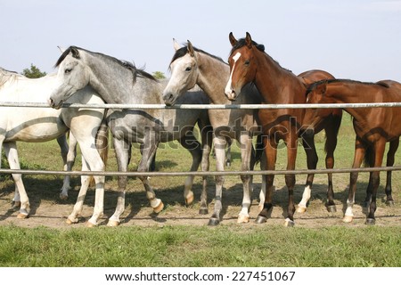 Nice arabian mares looking over corral door