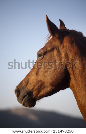 Side view portrait of an beautiful horse when the sun goes  down.  Profile portrait of a chestnut youngster with attentive facial expression