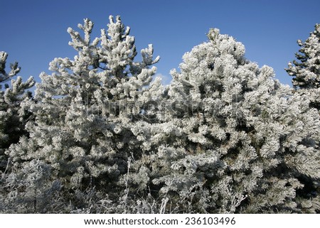 Beautiful landscape in winter forest. Winter forest with pine trees in snow and clear blue sky