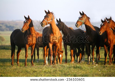 Thoroughbred Horses Grazing in a Green Field in Rural Pastureland