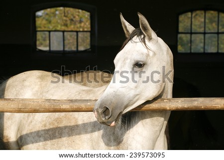 Arabian gray youngster lin the stable door