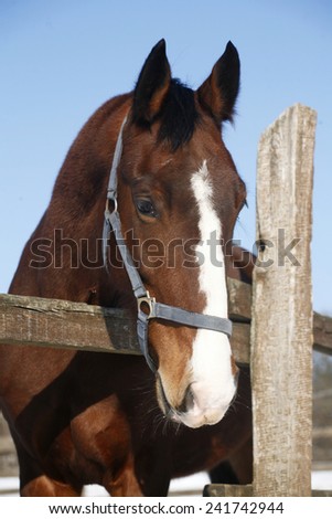 Portrait of nice purebred horse winter corral  under blue sky rural scene