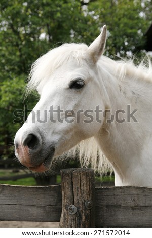 Closeup of a white pony horse. Pony looking over the corral door. Side view head shot of a gray pony horse