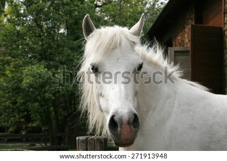 Closeup of a white pony horse. Pony looking over the corral door. Side view head shot of a gray pony horse