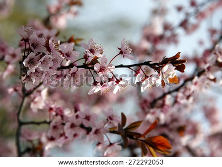 Pink colored cherry blossom branch in the garden against blue sky