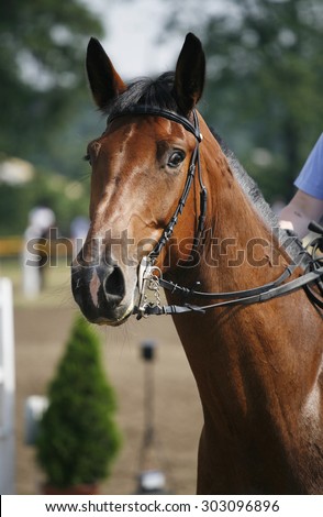 Portrait of a show jumper sport horse during competition