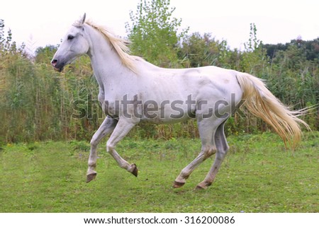 Purebred gray arabian mare galloping on pasture summertime