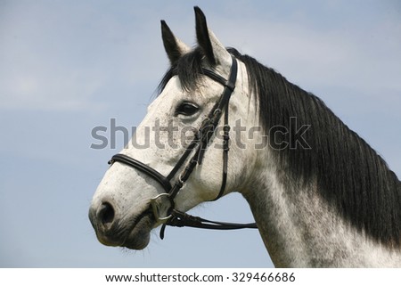 Head shot of a purebred gray horse rural scene