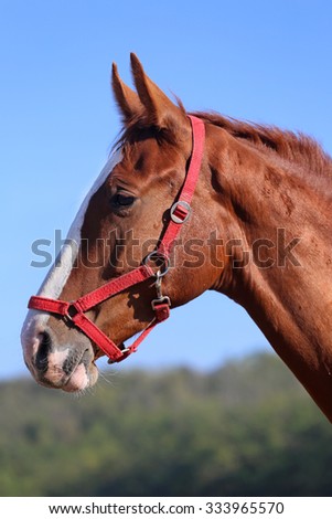 Side view head shot of a beautiful young chestnut mare
