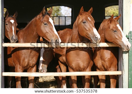 Purebred anglo-arabian chestnut horses standing at the barn door