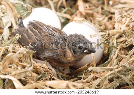 Baby birds in bird net wiht two bird egg