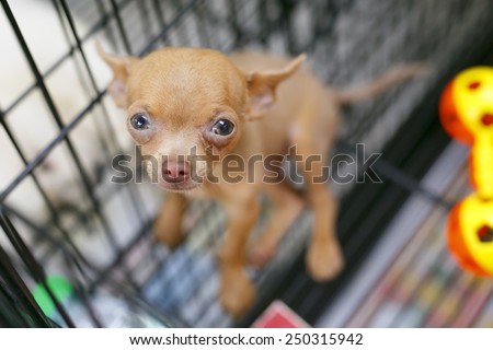 Chihuahua puppy in pet shop