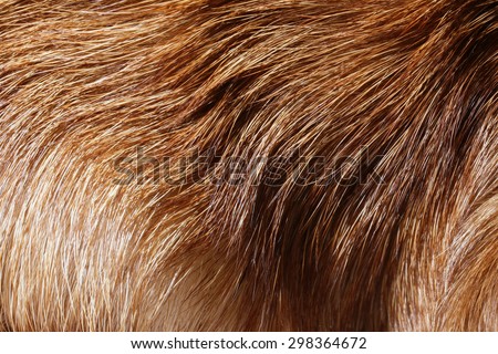 Close up wolf fur texture
