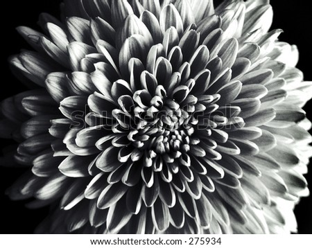 flower black white