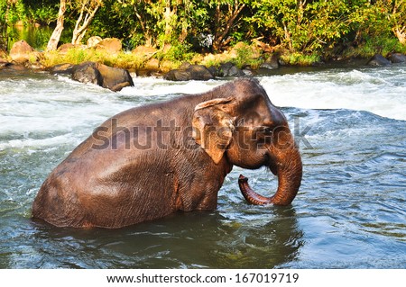 Side view of Asia elephant showering in the waterfall