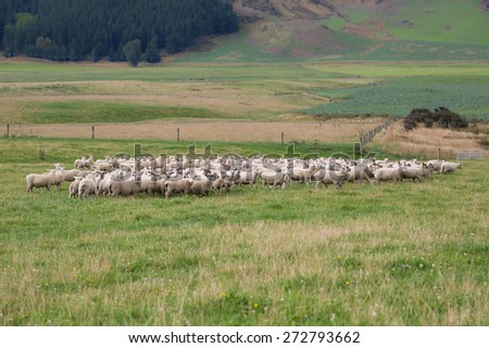 A free range flock of sheep on a farm in New Zealand