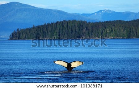 The whale shows the tail