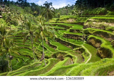 Green Rice Fields On Bali Island