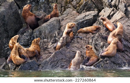 The group of sea lions is on rocks near water in Alaska, the USA
