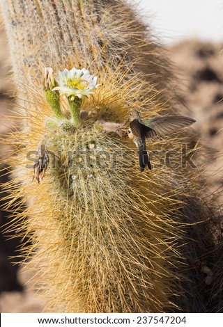 Hummingbirds collects soft part of the cactus for their nest,  Bolivia