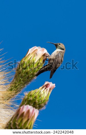 Hummingbirds collects soft part of the cactus for their nest, Bolivia